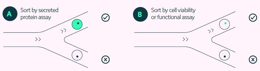 Screening and isolating rare cells with assured clonality