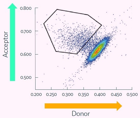 Streamlining IgG-secreting cell screening to discover rare, high-producing clones
