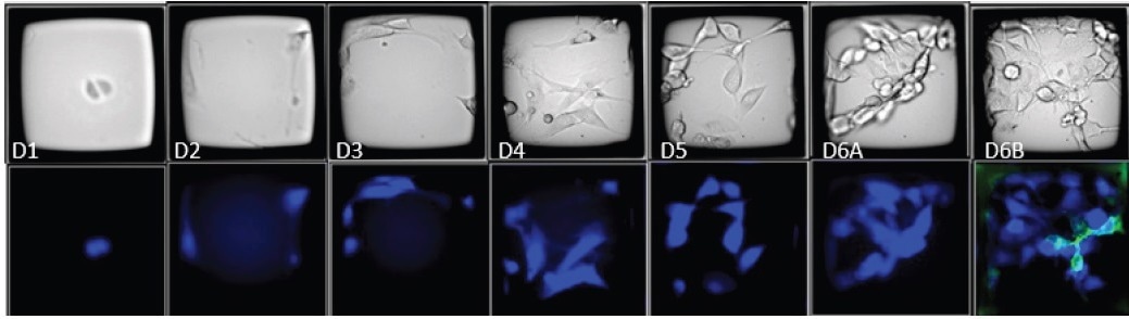 Identifying rare double positive clones