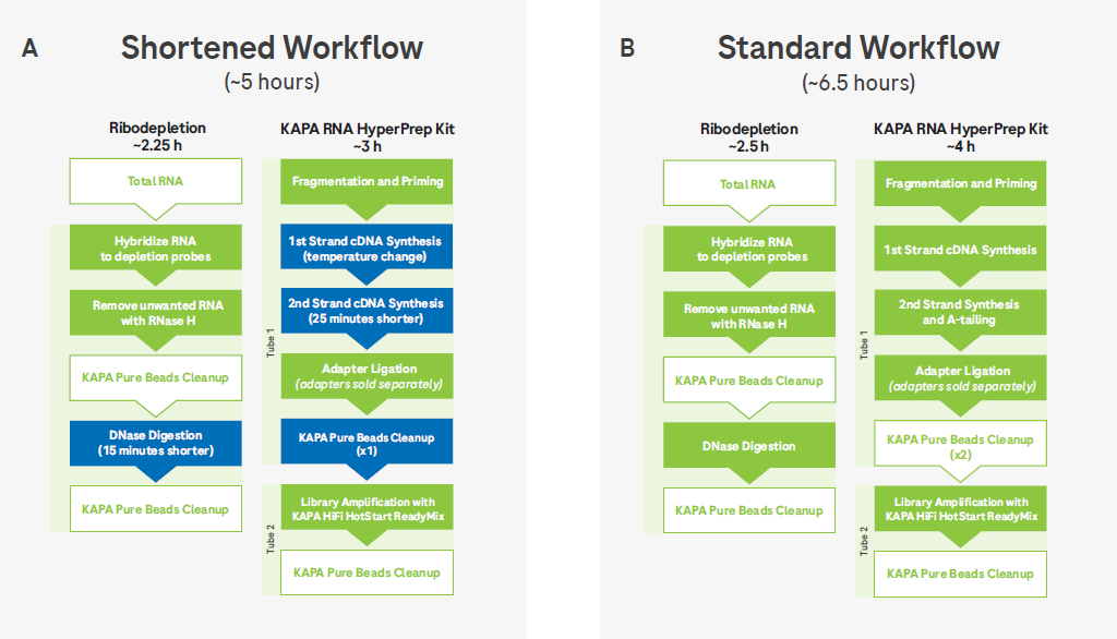 Overview of KAPA RNA HyperPrep with RiboErase (HMR) workflow modifications. (A) Shortened rRNA depletion and KAPA RNA HyperPrep workflow saves over 1 hour and 15 minutes, due to modified cDNA synthesis and bead cleanup steps in the library preparation workflow. (B) Standard rRNA depletion and KAPA RNA HyperPrep workflow.