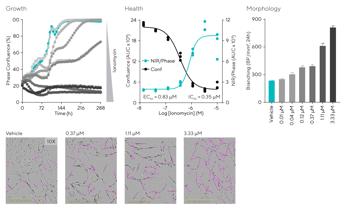 Effects of calcium increase in cerebellar astrocytes cellular growth, morphology, and health. Cerebellum astrocytes were seeded in 96-well plates at 10,000 cells/well and treated with Ionomycin (0.01–10 µM) in media supplemented with Incucyte® Annexin V NIR Dye. Proliferation, cell health, and morphology were monitored over 10 days. Time-course shows the effect of Ionomycin on cell growth. Concentration response curves compare the effect of Ionomycin on cell growth and apoptosis. The bar graph quantifying morphology and representative images demonstrate that the drug increased ramification at concentrations above 10 nM. Data presented as mean ± SEM, 3 replicates, and images captured at 10X magnification