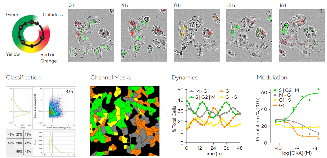 Effect of inhibiting phosphorylation in an astrocytic model of Alzheimer’s Disease. T98G glioblastoma cells stably expressing Incucyte® Cell Cycle were seeded in 96-well plates at 4,000 cells/well. Schematic displays the color expression of the reagent. Representative images show a cycling cell cluster over time. For Cell Cycle quantification, images were acquired in Incucyte® Cell-by-Cell Analysis Software Module to allow individual cells to be segmented and classified according to orange and green fluorescence intensity. Classification masks shows cells identified as orange, green, yellow, or non-fluorescent at a time-point. Time-course reveals the dynamics of each of the populations of T98G cells. To examine cell cycle modulation, T98G cells were treated with the protein phosphatase inhibitor Okadaic Acid (OKA; 0.14–50 nM). The concentration-response curves break down the percentage of cells at each phase for a given concentration at 20 h post-treatment. This data indicates that inhibiting phosphorylation via OKA arrested T98G astrocytes in S | G2 | M phase in a concentration dependent manner. Data presented as mean ± SEM, 6 replicates