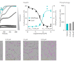 Utilizing live-cell analysis to characterize astrocyte models