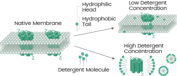 Exploring the significance of transmembrane protein expression for advancing science and medicine