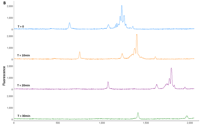 AAV9 Capsid Protein Fractionation. (A) AAV9 was loaded onto a Flex cartridge. (B) Capsid proteins mobilized out of the window within 30 min. (C) Fractions were checked on an icIEF cartridge to ensure isolation of individual acidic (VP1), main (VP3), and basic (VP2) species.