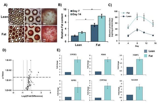 Primary Human Hepatocytes accumulate intracellular fat over time.