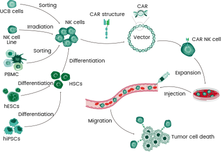 Comprehensive toolkit for advanced CAR-NK cell therapy innovation
