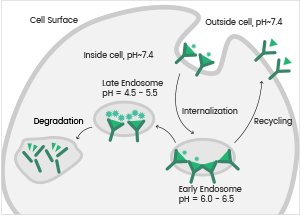 The Process of Antibody Internalization.