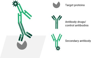 Testing principles of the ELISA binding assay.