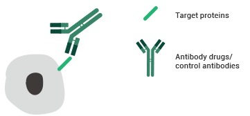 Testing principles of the FACS binding assay.
