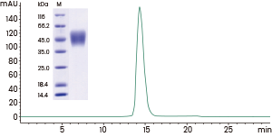 SDS-PAGE & SEC-HPLC >95%.