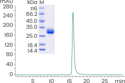 ≥ 95% as determined by SDS-PAGE and SEC-HPLC.