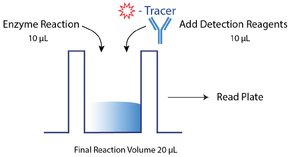 Transcreener ADPR Assay Procedure. The Transcreener ADPR Assay relies on a simple, but robust mix-and-read procedure that is compatible with 96, 384, and 1536-well formats. The target enzyme reaction is run in the presence of coupling enzyme, so that ADPR is converted to AMP in real-time. Detection reagents (AMP2 /GMP2 antibody and AlexaFluor 633 tracer) are added along with EDTA to quench the coupling enzyme. Data can then be obtained with a compatible plate reader