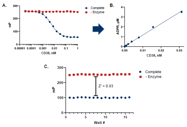 CD38 Assay Robustness for HTS. A. Dependence of assay response on CD38 concentration. B. Conversion of mP to ADPR using a standard curve demonstrates that ADPR formation is linear with enzyme. At 12 pM CD38, about 1.5 μM ADPR was produced, which was 10% substrate conversion from 15 μM NAD+ (approx. Km). C. Z’ measurement using optimized CD38 assay conditions (n=16). A Z’ of 0.93 demonstrates a robust assay method amenable to HTS.