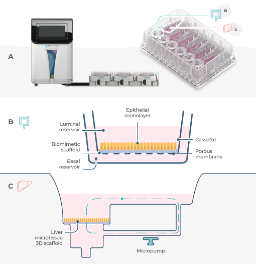 Set-up of a standard Gut/Liver MPS in the PhysioMimix Dualorgan plate