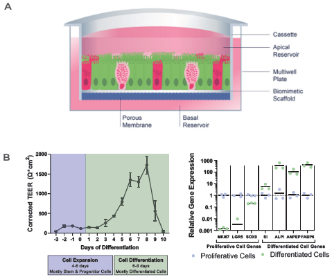 RepliGut primary model of the intestine is more human relevant compared to the standard Caco-2 cell line model