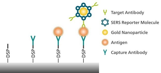 Detection of an antigen associated with pancreatic cancer is possible with surface-enhanced Raman spectroscopy (SERS).