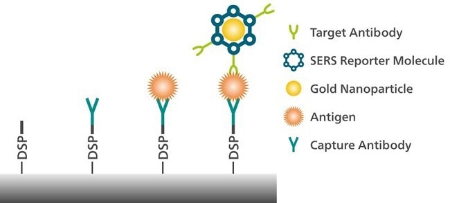 Detection of an antigen associated with pancreatic cancer is possible with surface-enhanced Raman spectroscopy (SERS).