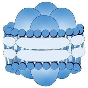 This image shows an example of a single AQP4 tetramer embedded in a SMALP (singlet). Groups of several tetramers (doublets, triplets etc.) can be found embeded in SMALPs of variable sizes.