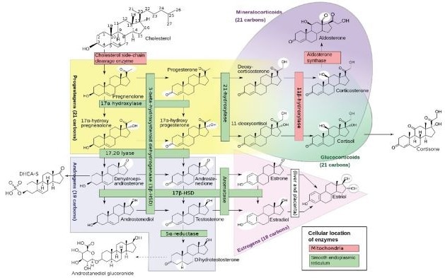 The steroid pathway. Reworked from the “Diagram of the pathways of human steroidogenesis”, WikiJournal of Medicine 1 (1). DOI:10.15347/wjm/2014.005. ISSN 20018762