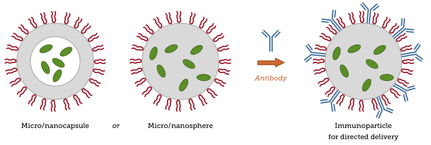 What are the medical applications of PLGA nanoparticles?