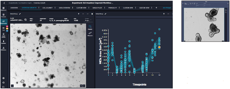 3D intestinal organoid culture automation using an automated cell culture system