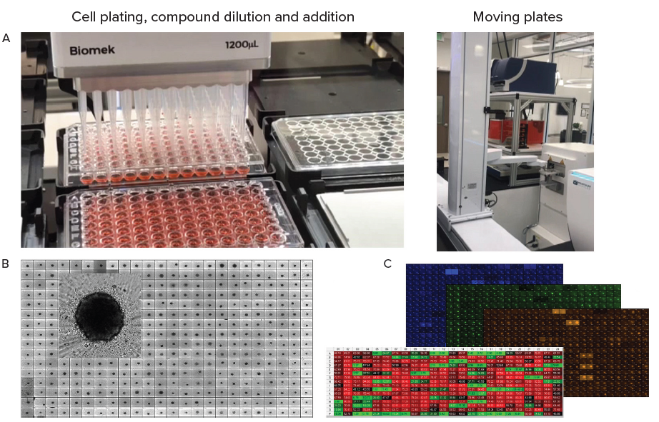 A. Automation of organoid culture, compound addition and staining. B. Tumoroids formed 48h after plating, TL images (10X). C. Tumoroids were treated with compounds for 5 days then stained with Hoechst dye (blue), Calcein AM (green) and EtHD (red), 10X. Organoids were imaged using confocal option, Z-stack of 15 images 10 μm apart,. Image analysis was done using Custom Module Editor (MetaXpress software) for finding organoids, nuclei, live and dead cells.