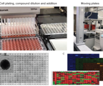 Enabling complex organoid assays by leveraging automated workflows