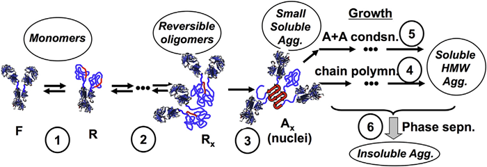 Schematic depiction of multiple stages in non-native aggregation of monoclonal antibodies in solution: (1) partial unfolding to reveal aggregation-prone “hot spots” (red); (2) weak, reversible self-association, prior to (3) structural rearrangement to form effectively irreversible nuclei that then have the potential to grow via (4) monomer addition (termed chain polymerization) or (5) aggregate-aggregate coalescence (association polymerization) and ultimately (6) aggregate phase separation.