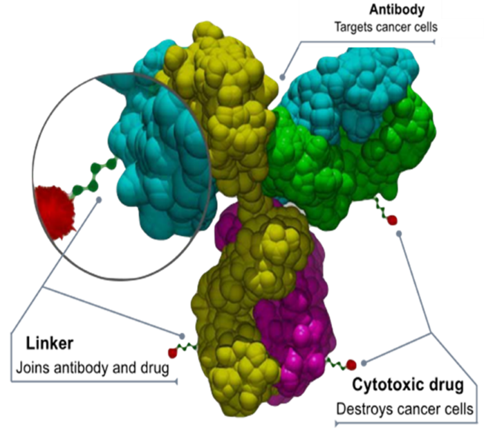 What are the safety considerations in developing ADCs?
