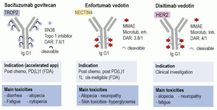 What are the safety considerations in developing ADCs?