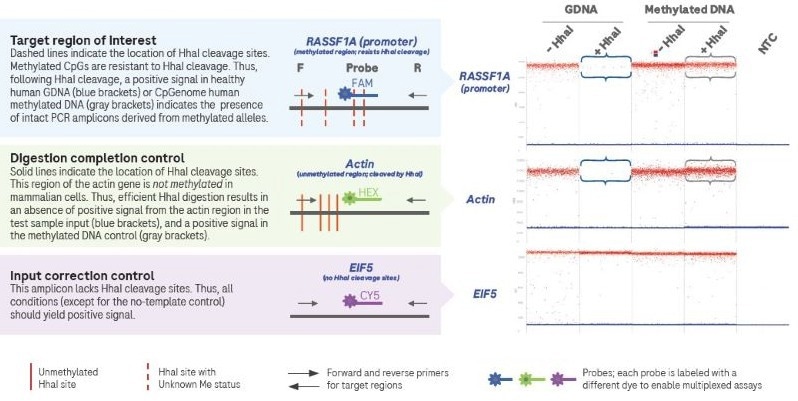 A digital PCR-based approach for DNA methylation analysis