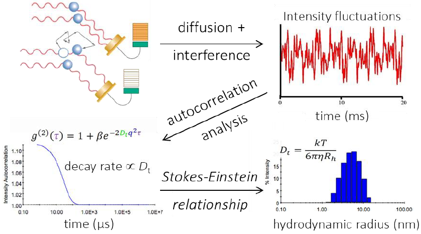 Autocorrelation analysis is the mathematical transformation linking light intensity fluctuations to the diffusion coefficient. Following autocorrelation, DYNAMICS converts the diffusion coefficients to size