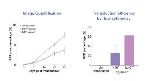 Assessment of gene therapy viral vectors in RPE cells