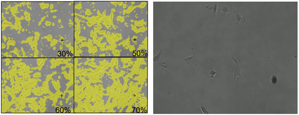 Cell proliferation (NIH/3T3 cell)