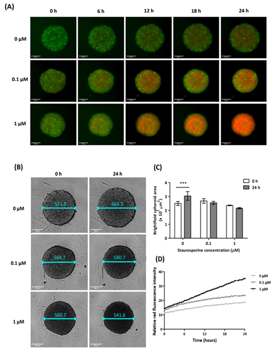 The results of spheroid cells with 0, 0.1, and 1 μM of SSP. (A) Merged of green and red fluorescence images for each concentration of SSP (scale bar: 200 μm). (B) Brightfield images with spheroid’s diameter (scale bar: 200 μm). (C) Comparative graph of spheroid area at 0 and 24 hours for each concentration of SSP.