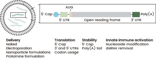 Delivery and Structural Elements of mRNA Therapeutics. Left: Lipid-based mRNA nanoparticle structure. Right: Synthetic mRNA structure with 5′ cap, 5′ and 3′ UTRs, start codon (AUG), and poly(A) tail. UTR: Untranslated region; ds: Double-stranded 11