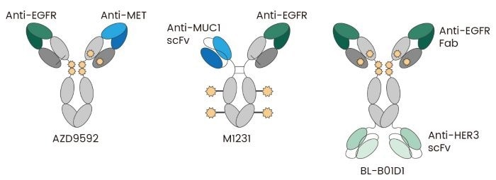 Bispecific ADC Examples: AZD9592 recognizes EGFR and MET; M1231 recognizes EGFR and MUC1; BL-B01D1 recognizes EGFR and HER3 5