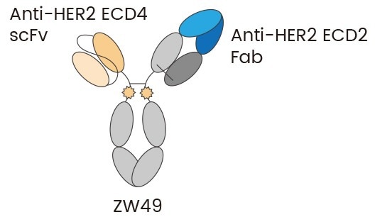 ZW49 is a heterodimeric ADC capable of bivalent binding to HER2 ECD2 and ECD4 5