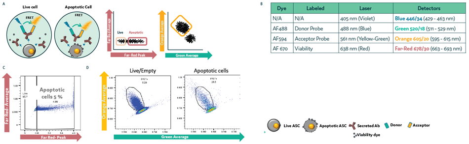 Differentiating FRET+ dead/dying cells from live cells in picodroplets. CHO cells secreting hIgG4 antibody were mixed with Cyto-Cellect® probes and viability dye. Cells were loaded onto Cyto-Mine® Chroma and incubated for 1 hour. Cells were gated for apoptosis and FRET signal. (a) Schematic diagram for assay reaction and gating strategy during sorting. (b) List of fluorochromes used in the assay. (c) Gating of cells during sorting. (d) Analysis of FRET response in live versus apoptotic cell population
