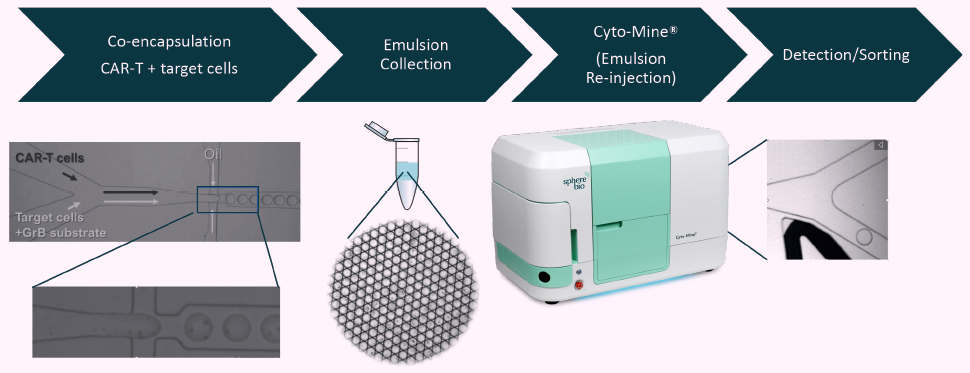 Workflow depicting high throughput CAR-T cell function verification in microfluidic picodroplets