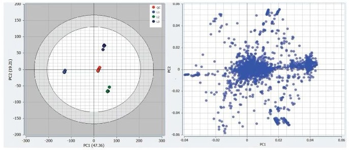 Mars generated unsupervised PCA plot and associated loadings plot for the three nicotine intake levels in human urine