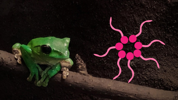 An amphibian and amphiphilic molecules forming a micelle