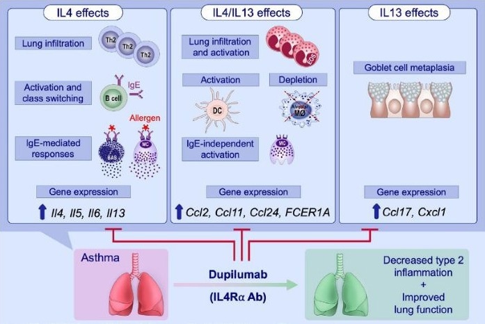 Dual blockade of IL-4 and IL-13 with dupilumab