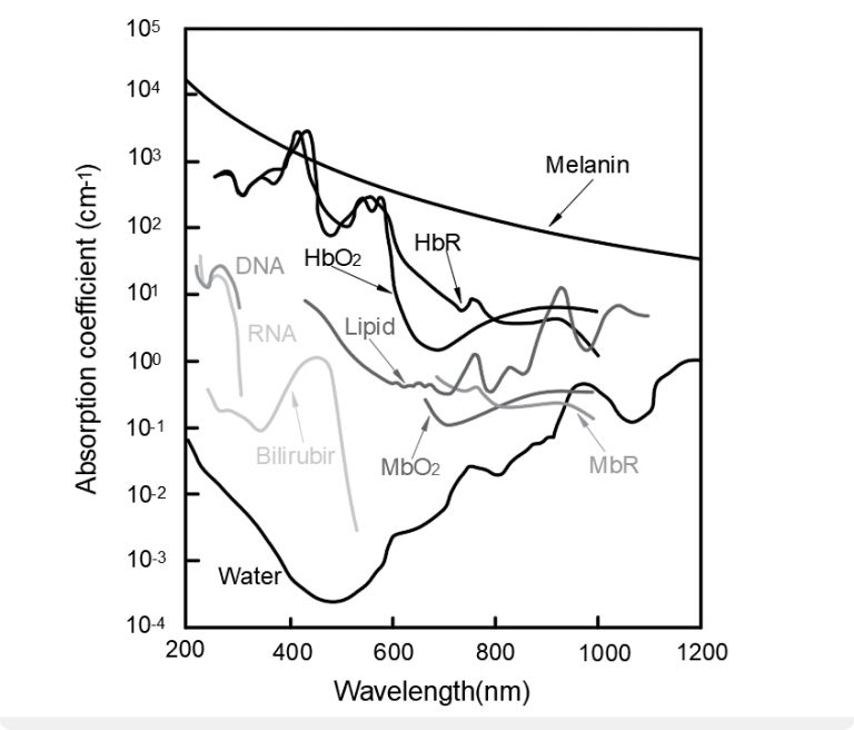 Photoacoustic microscopy can produce high resolution images with endogenous contrast agents. This graph compares the absorption spectra of some of the more common contrast agents found in biological tissue.