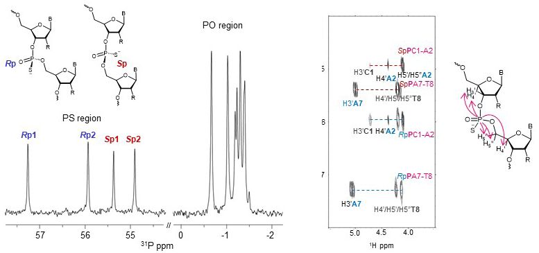 600 MHz 1D 31P spectrum and 2D 1H/31P correlation of the model therapeutic oligonucleotide acquired at 298K on a 3 mm MNI (H/C-N-P) CryoProbe.