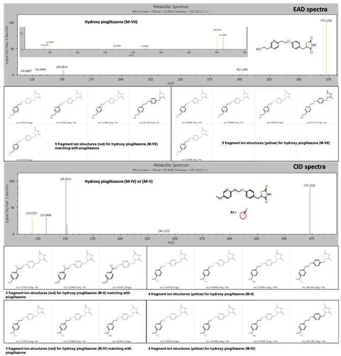 EAD and CID spectra for the hydroxy pioglitazone metabolite at retention time 3.53 minutes with fragment ion matches for structures predicted by Mass-MetaSite software. Product ion matches with pioglitazone are displayed in red and metabolite-specific matches are indicated in yellow