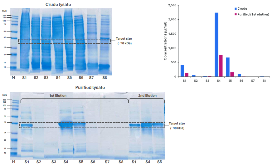 Crude lysates and purified fractions analysed by SDS-PAGE and Amperia