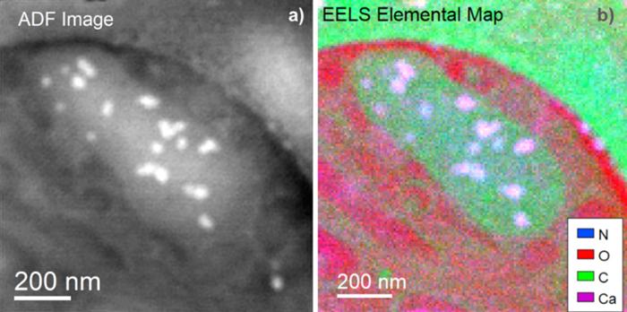 a) Simultaneous annular dark field (ADF) image of the mitochondria. b) EELS elemental map showing that the areas in purple correspond to the presence of Ca