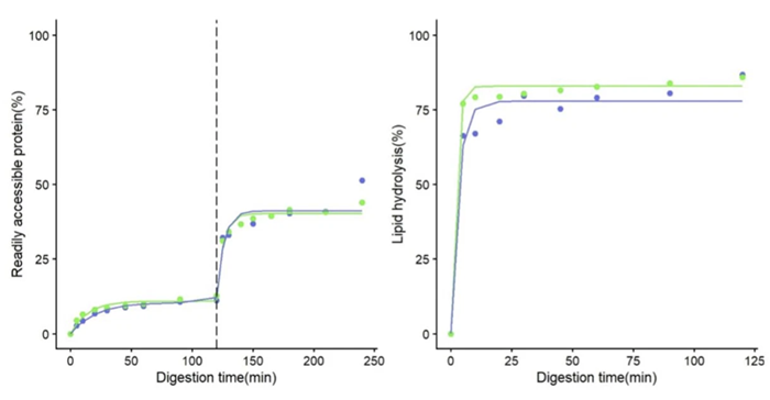 Evolution of the readily accessible protein and lipid in the simulation during the Gastric Phase (before 120 min) and Small Intestine phase (after 120 min). The dashed line represents the shift between phases. Colors represent the mean of testing (blue for tube, green for BioXplorer). Circles represent measured (circles) versus predicted values (solid line)
